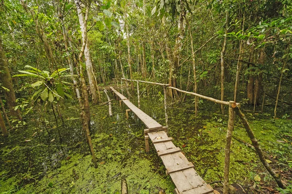 Puente simple a través de un estanque de selva tropical — Foto de Stock