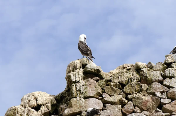 Kıyı bir kayaya bakıp seabird — Stok fotoğraf