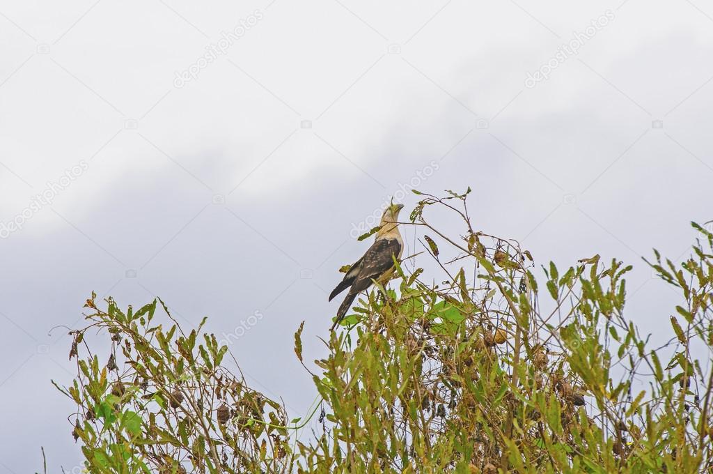 Raptor in Rain Forest Vegetation