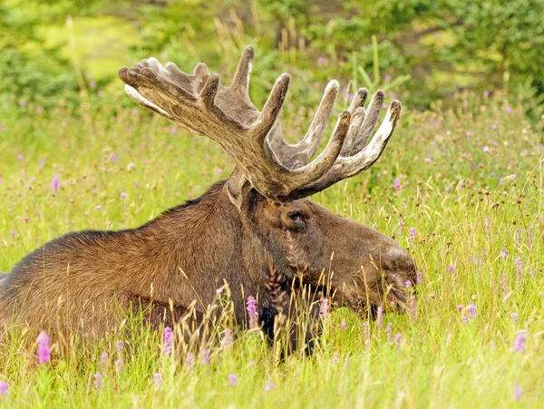 Moose in the Meadow — Stock Photo, Image