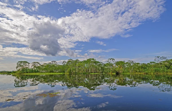 Blackwater tributary in the Amazon on a Sunny Day — Stock Photo, Image