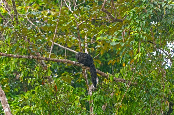 Saki opice na stromě deštný prales — Stock fotografie