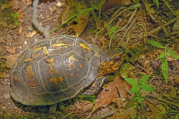 Ящик черепахи в безжизненном лесу — стоковое фото
