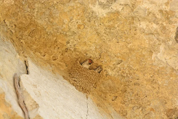 Jaskółka rdzawoszyja w gniazdo klif — Zdjęcie stockowe