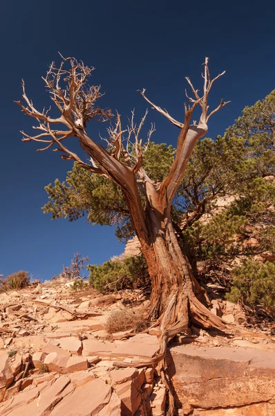 Weathered Tree against the sky — Stock Photo, Image