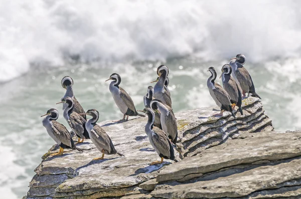 Sptted Shags on a coastal Rock — Stock Photo, Image