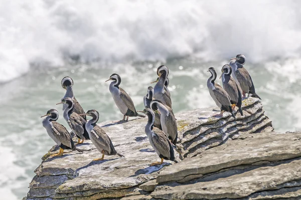 Sptted Shags su una roccia costiera — Foto Stock