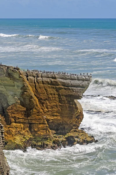 Oiseaux de mer sur un promontoire côtier — Photo