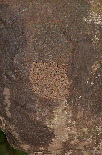 Odsłonięte części gniazdo termitów w lesie deszczowym — Zdjęcie stockowe
