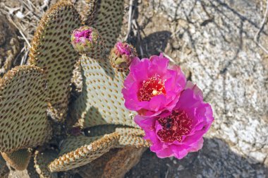 Beavertail Cactus in the Desert clipart