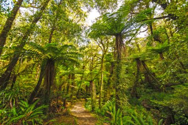 bir alt tropikal ormanda yemyeşil iz