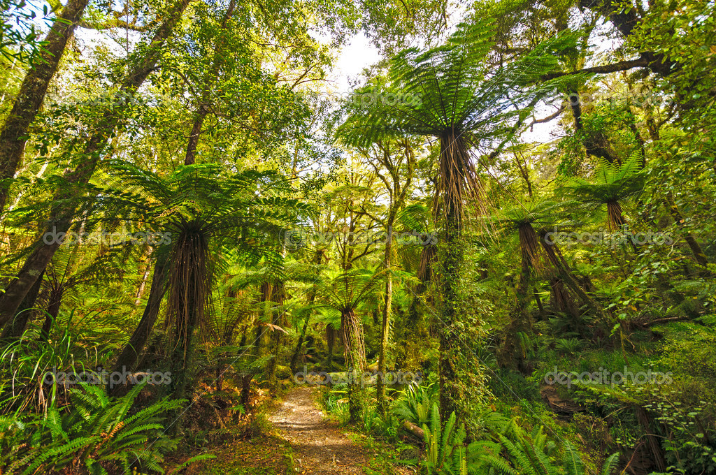 Verdant trail in a sub-tropical Forest Stock Photo by ©wildnerdpix 27106453