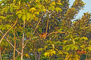 bir yağmur ormanı ağaç tamandua