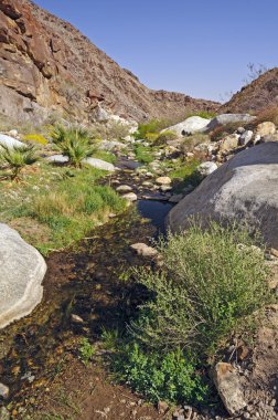 Desert Creek from a Natural Spring clipart