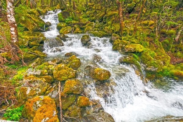 Acque che scorrono in una foresta verdeggiante — Foto Stock