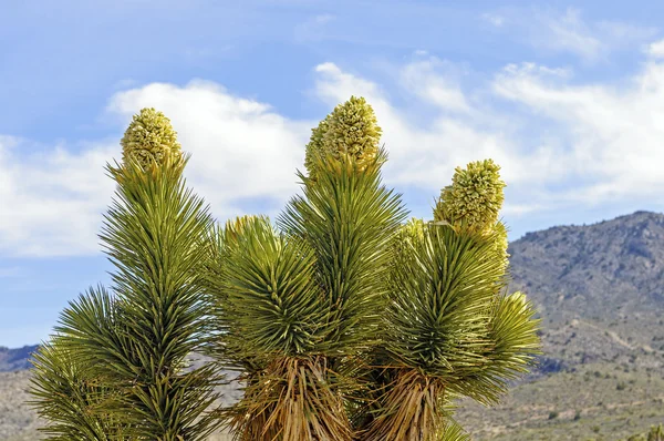 Albero di Giosuè in fiore nel deserto — Foto Stock