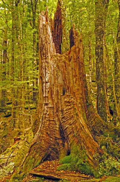 Stamm eines umgestürzten Waldriesen — Stockfoto