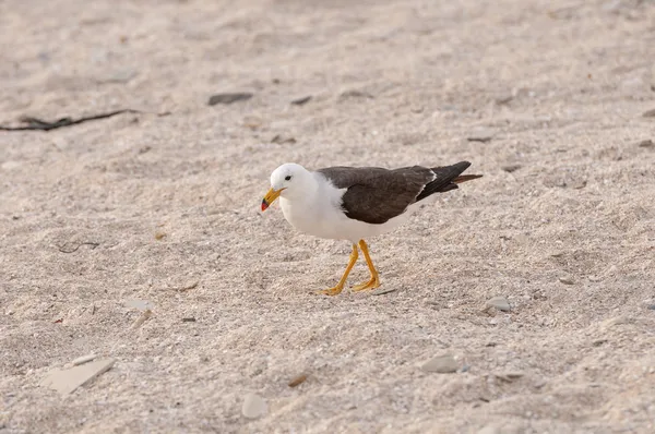 Wandering Gull on a sea coast — Stock Photo, Image