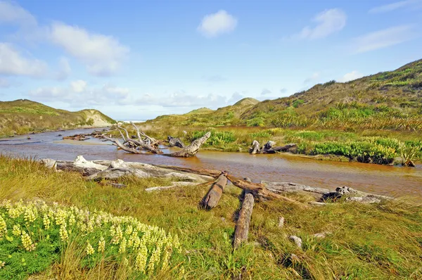 Trávy a stream přes písečné duny — Stock fotografie