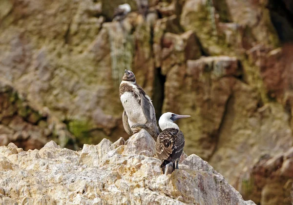 Jovem pinguim e um booby em uma rocha — Fotografia de Stock