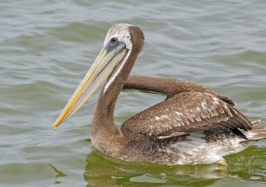 Perulu pelican okyanus sularında
