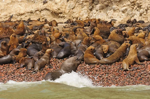 Deniz Aslan kolonisi ona uzak ada