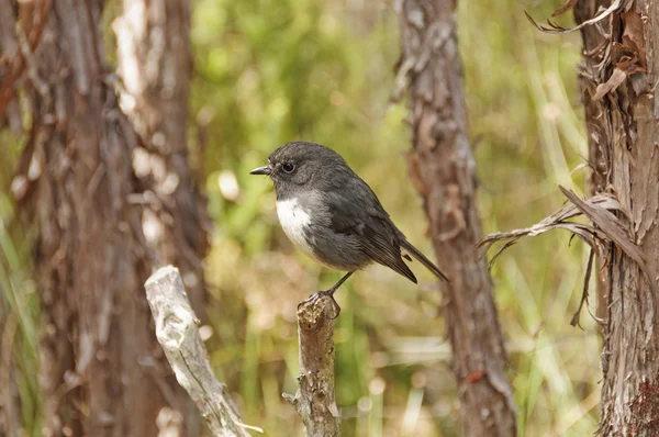 Nouvelle-Zélande Robin dans la nature — Photo