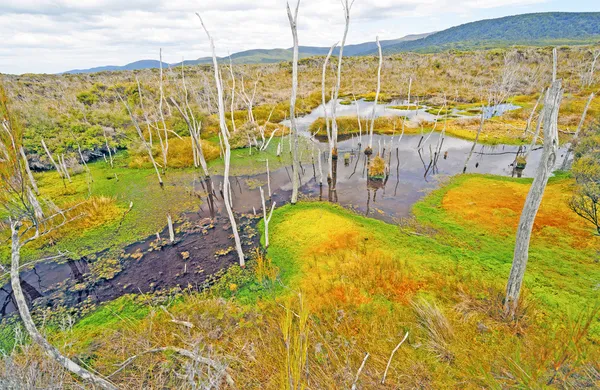 Flechten und Algen in einem abgelegenen Sumpf — Stockfoto