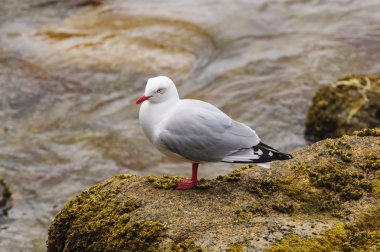 Kırmızı gagalı martı kıyı kaya