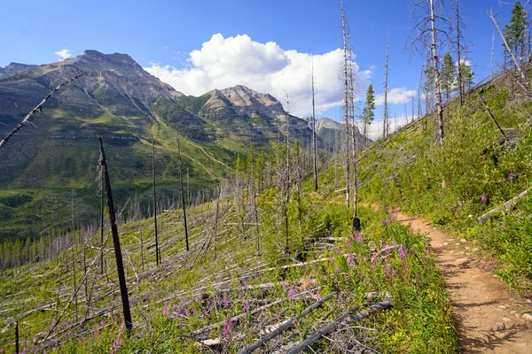 Regrowth μετά από μια πυρκαγιά σε μια πλαγιά του βουνού — Φωτογραφία Αρχείου