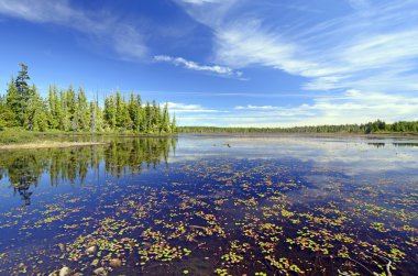 Quiet Wetland Pond on a Summer Day
