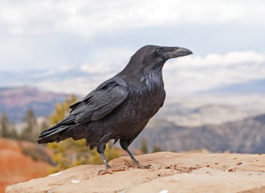 Common Raven on a rock ledge clipart