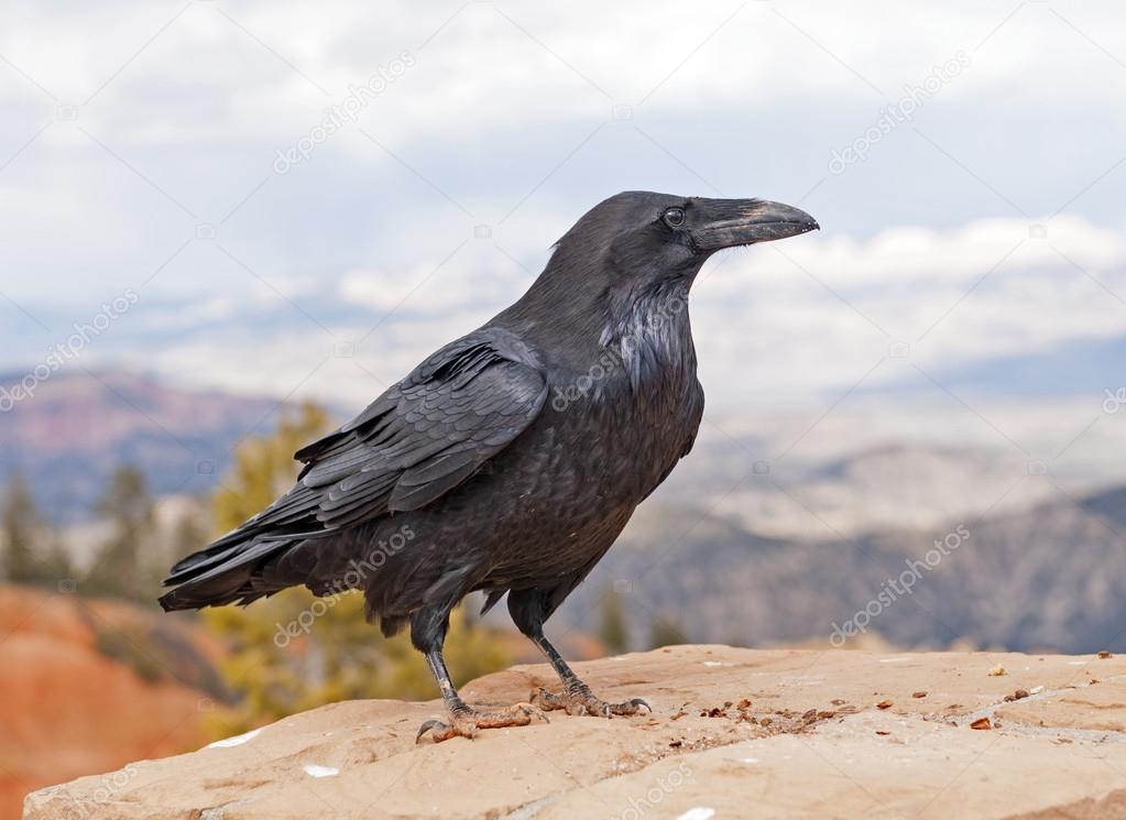 Common Raven on a rock ledge