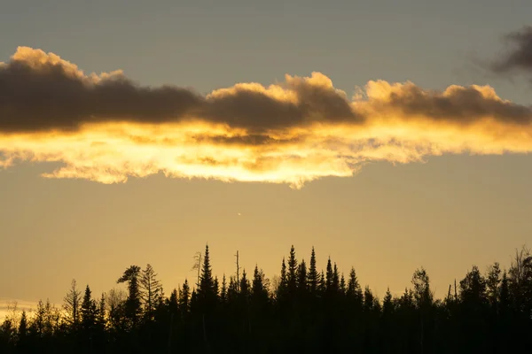 Zonsondergang in het bos Noord — Stockfoto