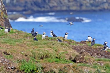 Yaz aylarında iç içe geçmiş bir adada Puffins