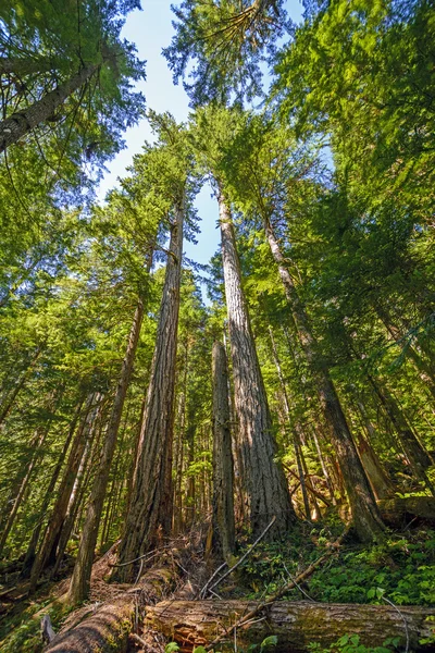 Gamla tillväxt skog på en solig dag — Stockfoto