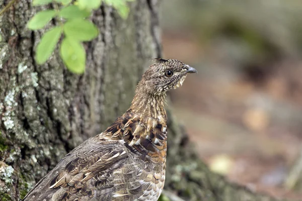 Ruffed Grouse in the North Woods — Stock Photo, Image