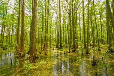 Cypress Swamp in Spring clipart