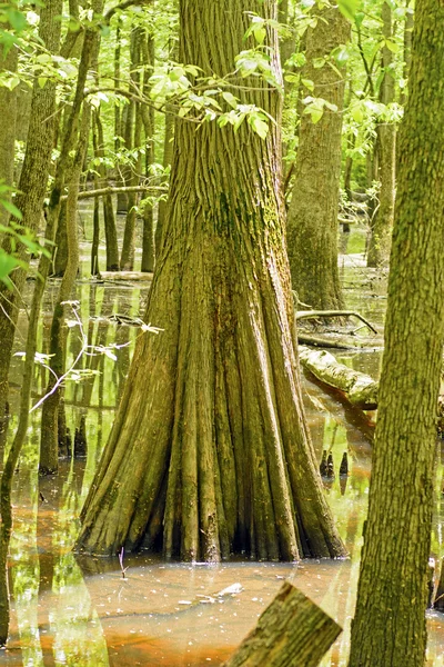 Bagagliaio di un cipresso in una palude — Foto Stock