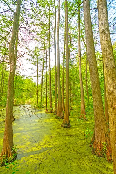 조용한 연못 사이프러스 늪에서 — 스톡 사진