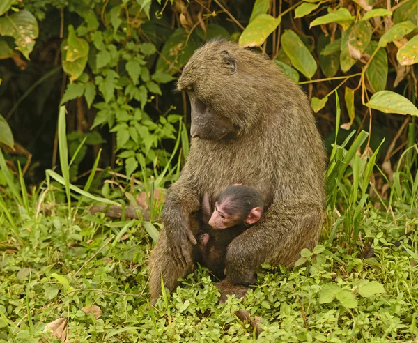 Olive Baboon Mother and Baby — Stock Photo, Image