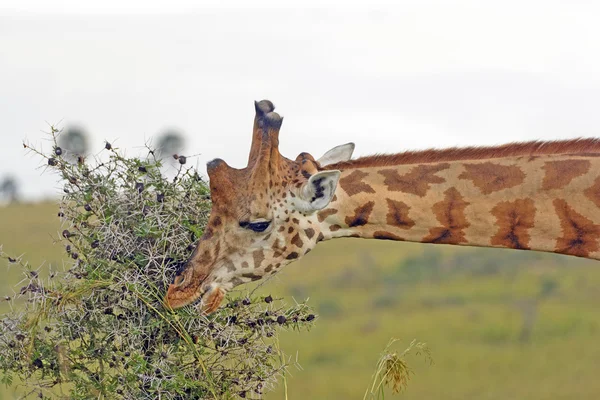 Rothchild 's Giraffe Eating Acacia Leaves — стоковое фото