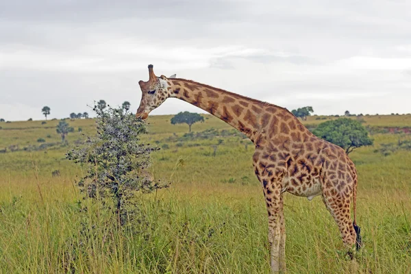 Girafa Comer na savana africana — Fotografia de Stock