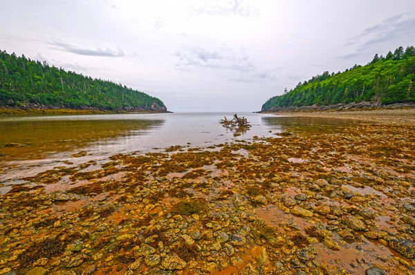 Tidal Rocks at Low Tide in the Fog and Rain — Stock Photo, Image