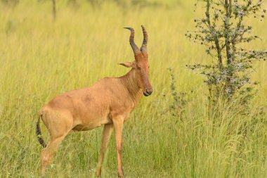 Savannah hartebeest