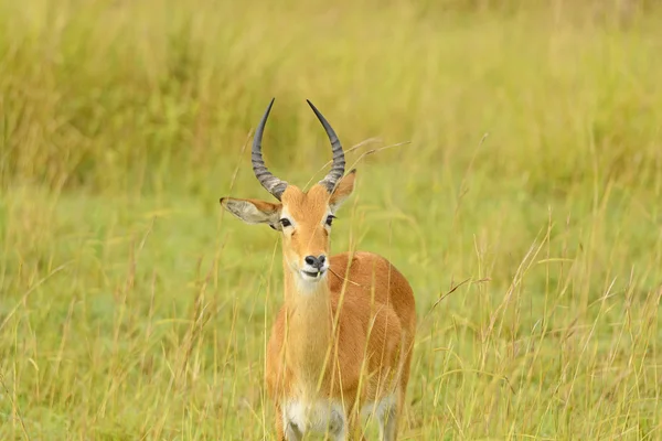 Uganda Kob nella Savana — Foto Stock