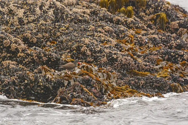 Oystercatcher preto em ostras — Fotografia de Stock