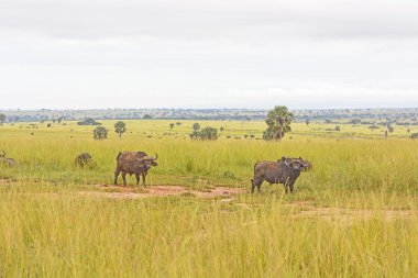 Cape buffalo savana üzerinde