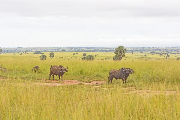 Cape buffalo na savany — Stock fotografie