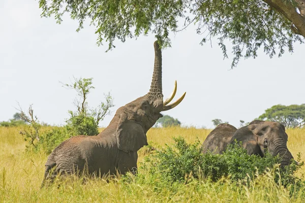 Elefante Conseguir comida de un árbol de acacia —  Fotos de Stock